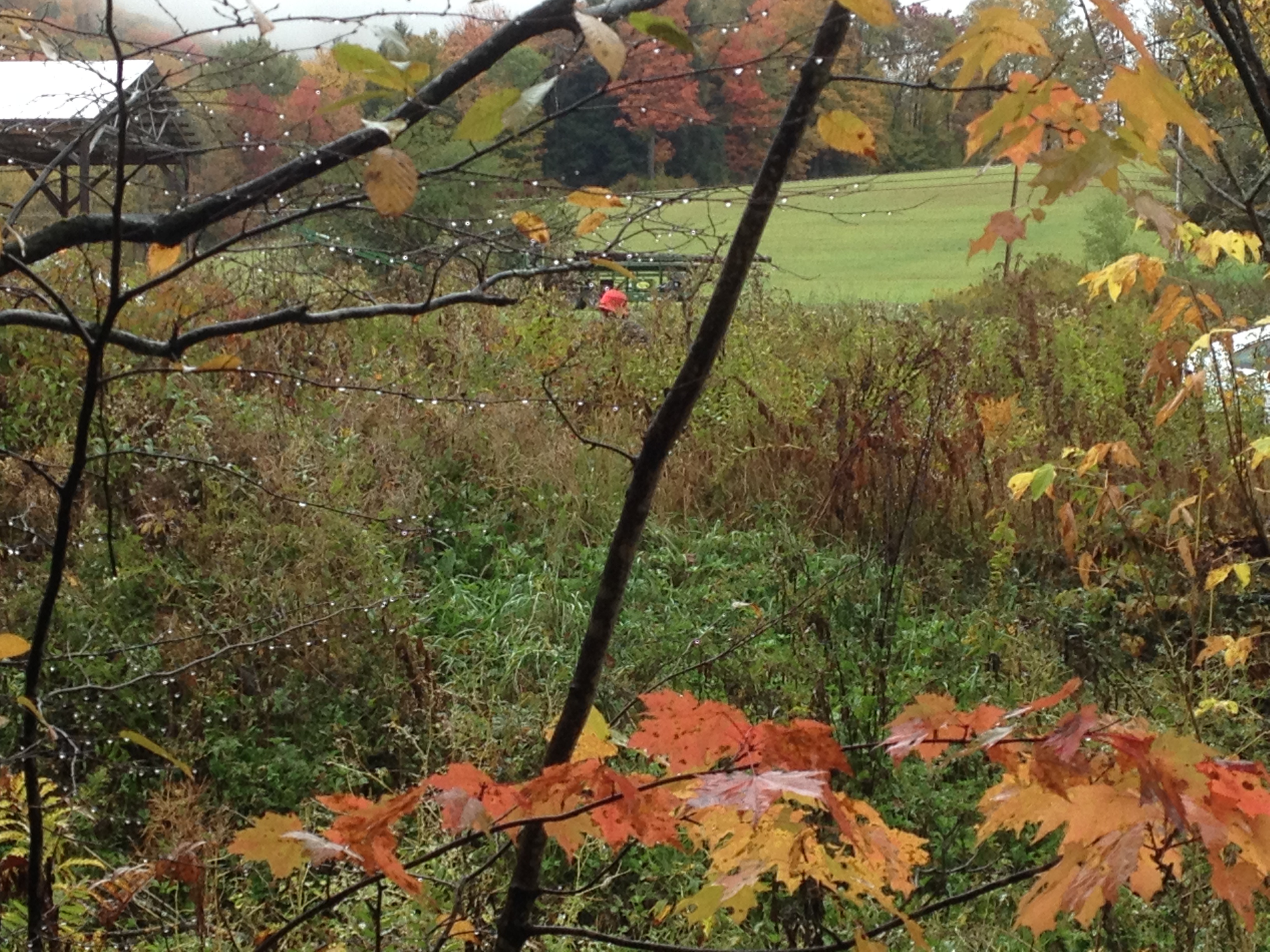raindrops-on-branches